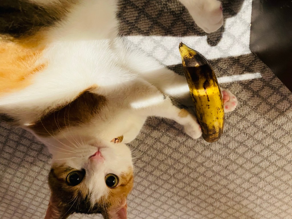 Free Cat Fur With Every&nbsp;Purchase!!