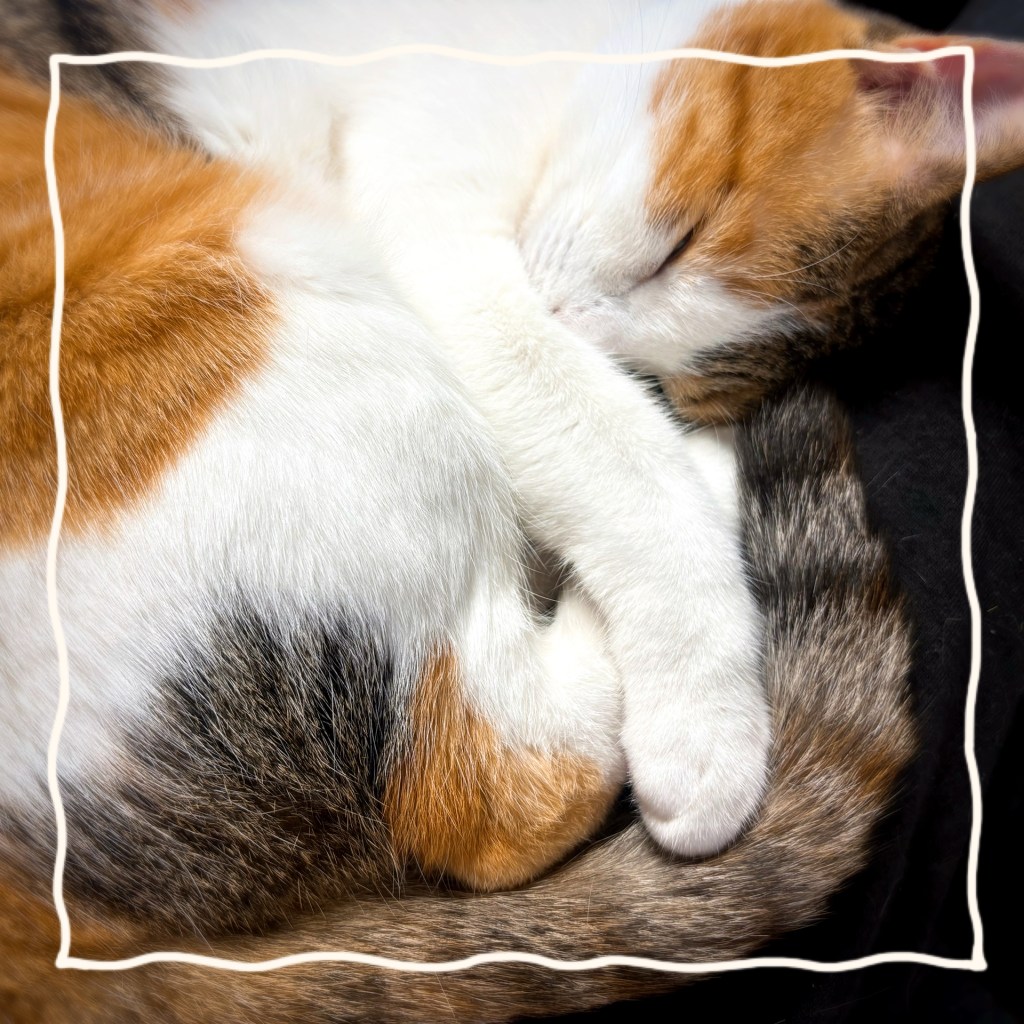 A small, round calico cat, sleeping in a circle shape, with her paws and nose and tail all tucked together.